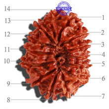 Load image into Gallery viewer, 14 Mukhi Nepalese Rudraksha - Bead No. 250
