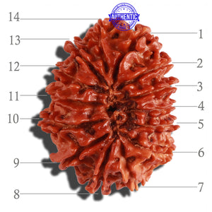 14 Mukhi Nepalese Rudraksha - Bead No. 250