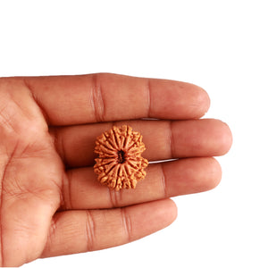 14 Mukhi Nepalese Rudraksha - Bead No. 278