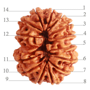 14 Mukhi Nepalese Rudraksha - Bead No. 278