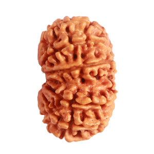 14 Mukhi Nepalese Rudraksha - Bead No. 278