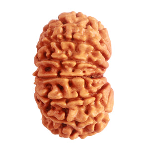 14 Mukhi Nepalese Rudraksha - Bead No. 278