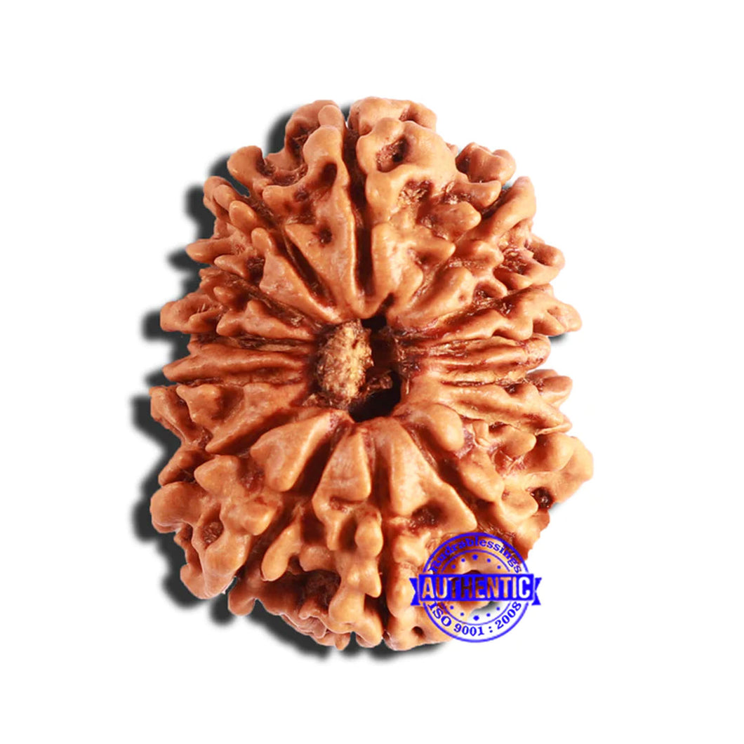 14 Mukhi Nepalese Rudraksha - Bead No. 310