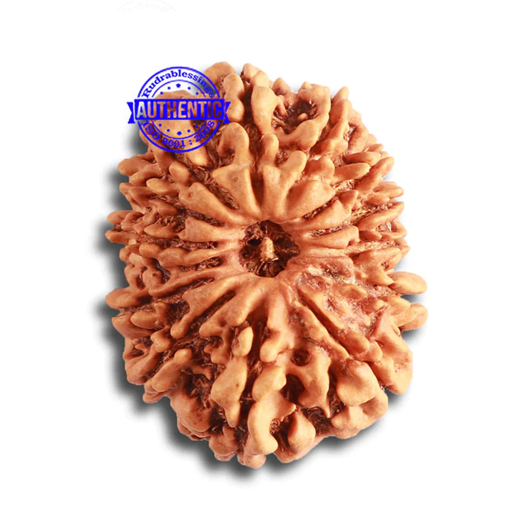 14 Mukhi Nepalese Rudraksha - Bead No. 326