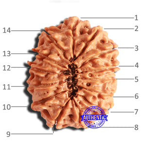 14 Mukhi Nepalese Rudraksha - Bead No. 291