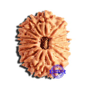 14 Mukhi Nepalese Rudraksha - Bead No. 291