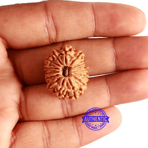 14 Mukhi Nepalese Rudraksha - Bead No. 291