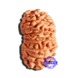 14 Mukhi Nepalese Rudraksha - Bead No. 291