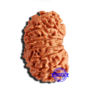 14 Mukhi Nepalese Rudraksha - Bead No. 291