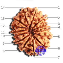 Load image into Gallery viewer, 14 Mukhi Nepalese Rudraksha - Bead No. 297
