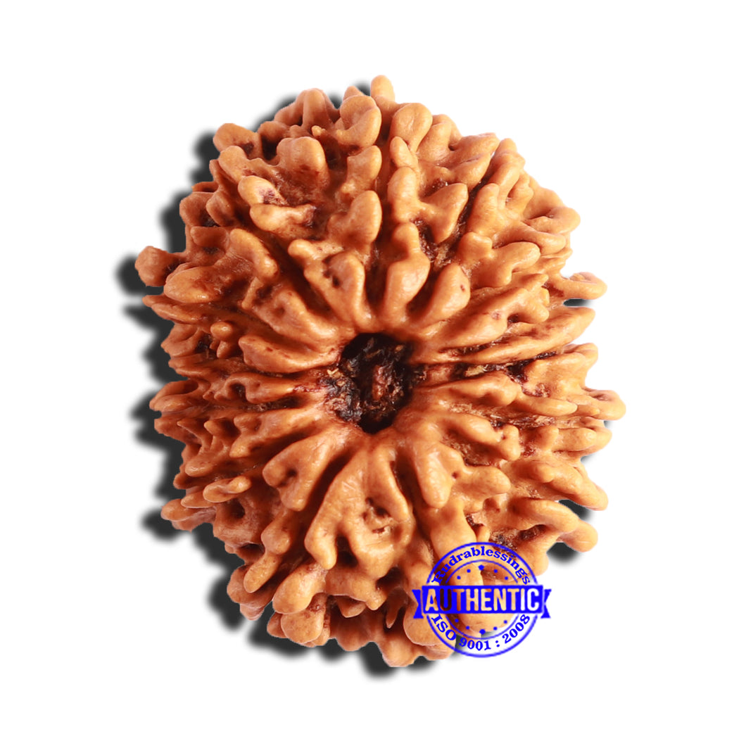 14 Mukhi Nepalese Rudraksha - Bead No. 297