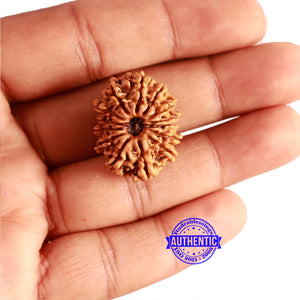 14 Mukhi Nepalese Rudraksha - Bead No. 297