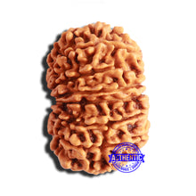 Load image into Gallery viewer, 14 Mukhi Nepalese Rudraksha - Bead No. 297
