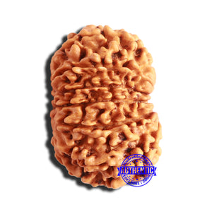 14 Mukhi Nepalese Rudraksha - Bead No. 297