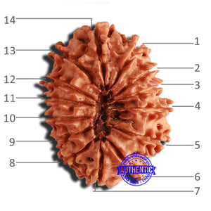 14 Mukhi Nepalese Rudraksha - Bead No. 309