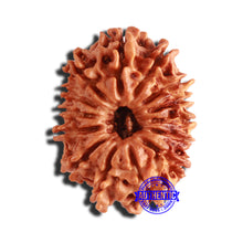 Load image into Gallery viewer, 14 Mukhi Nepalese Rudraksha - Bead No. 309
