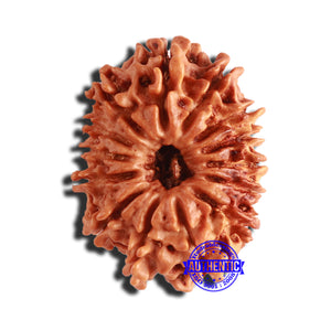 14 Mukhi Nepalese Rudraksha - Bead No. 309