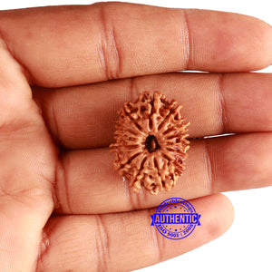 14 Mukhi Nepalese Rudraksha - Bead No. 309