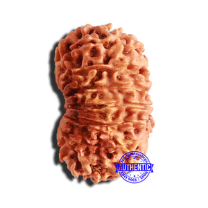 14 Mukhi Nepalese Rudraksha - Bead No. 309