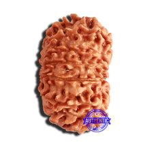 Load image into Gallery viewer, 14 Mukhi Nepalese Rudraksha - Bead No. 309
