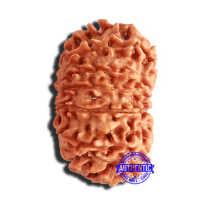 14 Mukhi Nepalese Rudraksha - Bead No. 309