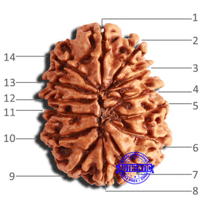 14 Mukhi Nepalese Rudraksha - Bead No. 310