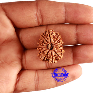 14 Mukhi Nepalese Rudraksha - Bead No. 310