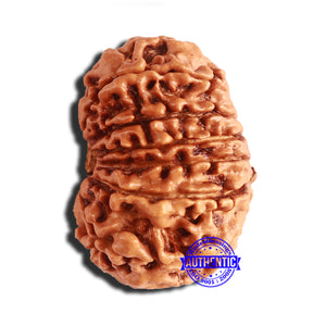 14 Mukhi Nepalese Rudraksha - Bead No. 310