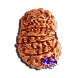 14 Mukhi Nepalese Rudraksha - Bead No. 310