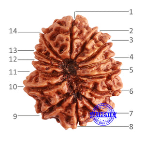 14 Mukhi Nepalese Rudraksha - Bead No. 340