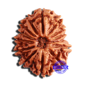 14 Mukhi Nepalese Rudraksha - Bead No. 340