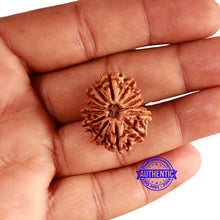 Load image into Gallery viewer, 14 Mukhi Nepalese Rudraksha - Bead No. 340
