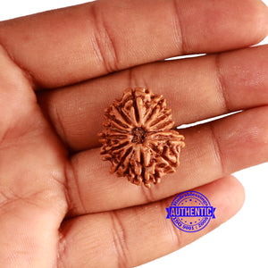 14 Mukhi Nepalese Rudraksha - Bead No. 340