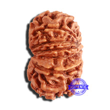 Load image into Gallery viewer, 14 Mukhi Nepalese Rudraksha - Bead No. 340
