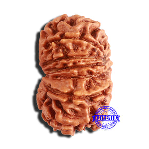 14 Mukhi Nepalese Rudraksha - Bead No. 340