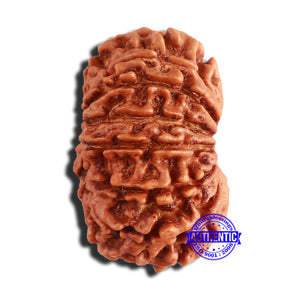 14 Mukhi Nepalese Rudraksha - Bead No. 340