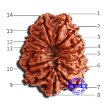 Load image into Gallery viewer, 14 Mukhi Nepalese Rudraksha - Bead No. 341
