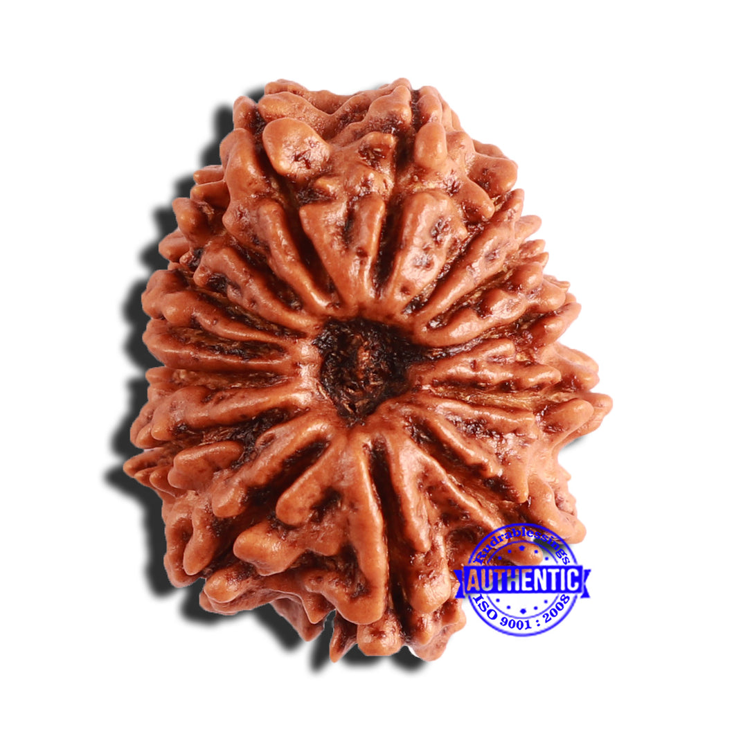 14 Mukhi Nepalese Rudraksha - Bead No. 341