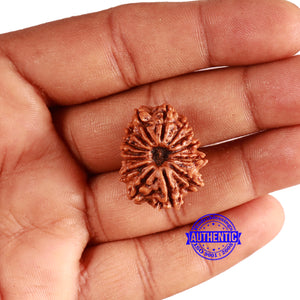 14 Mukhi Nepalese Rudraksha - Bead No. 341