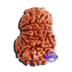 14 Mukhi Nepalese Rudraksha - Bead No. 341