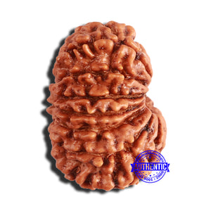 14 Mukhi Nepalese Rudraksha - Bead No. 341