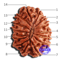 Load image into Gallery viewer, 14 Mukhi Nepalese Rudraksha - Bead No. 342
