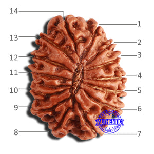 14 Mukhi Nepalese Rudraksha - Bead No. 342