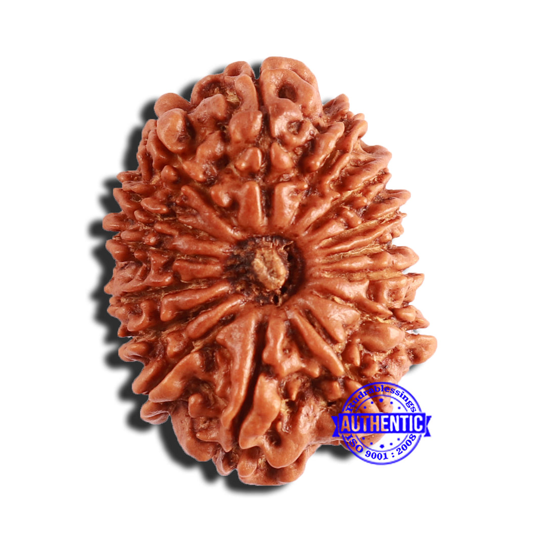 14 Mukhi Nepalese Rudraksha - Bead No. 342