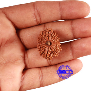 14 Mukhi Nepalese Rudraksha - Bead No. 342