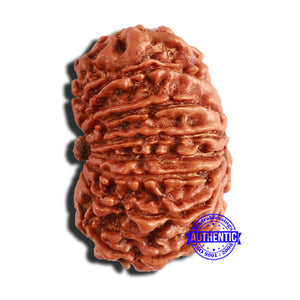 14 Mukhi Nepalese Rudraksha - Bead No. 342