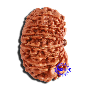 14 Mukhi Nepalese Rudraksha - Bead No. 342