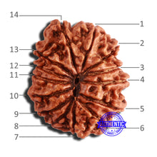 Load image into Gallery viewer, 14 Mukhi Nepalese Rudraksha - Bead No. 343
