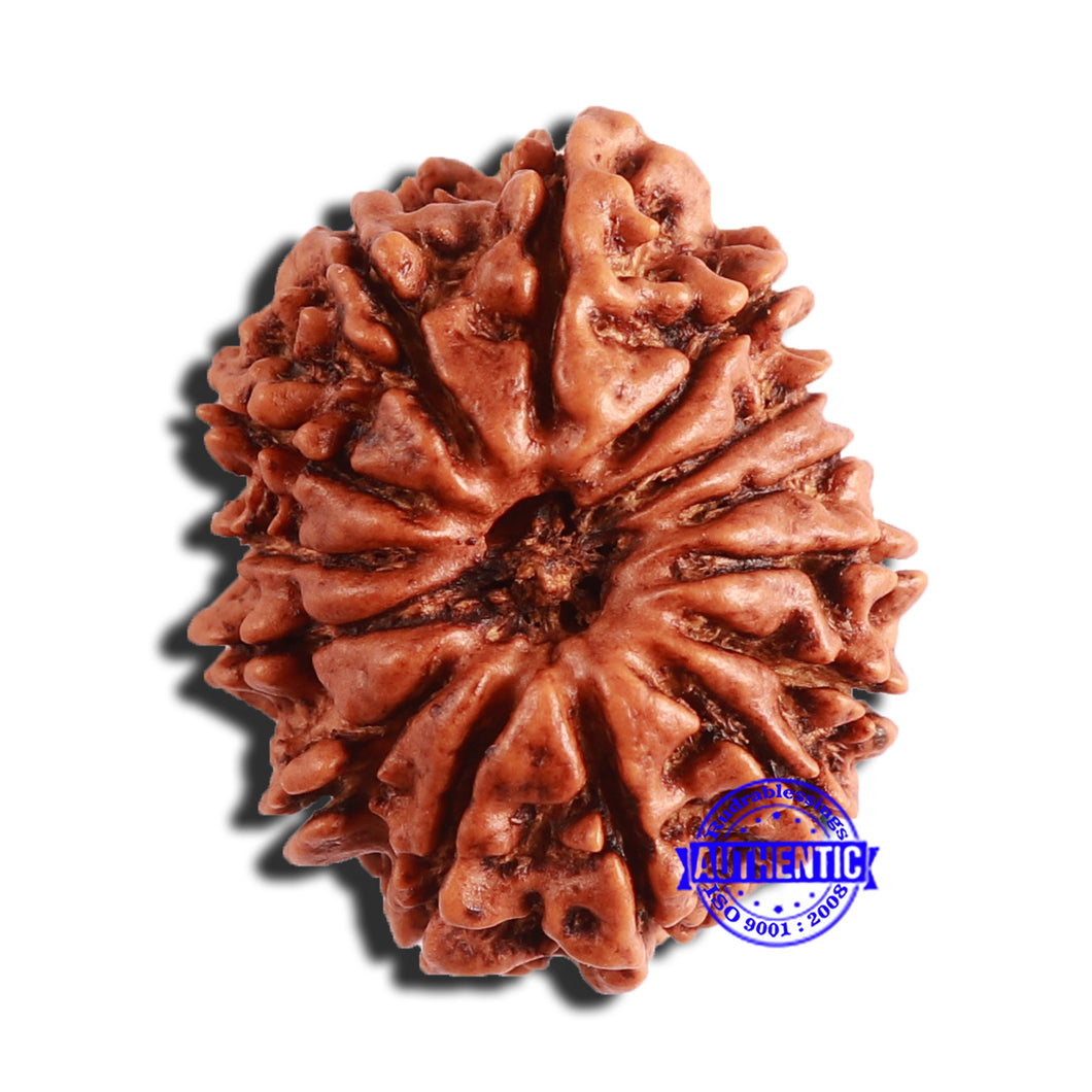 14 Mukhi Nepalese Rudraksha - Bead No. 343