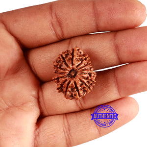 14 Mukhi Nepalese Rudraksha - Bead No. 343